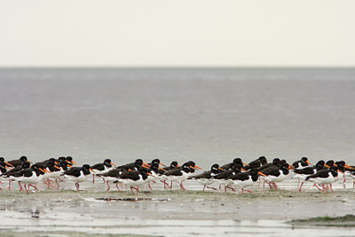 BUITEN BEELD Foto: 42792