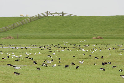 BUITEN BEELD Foto: 42795