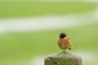 BUITEN BEELD Foto: 42799