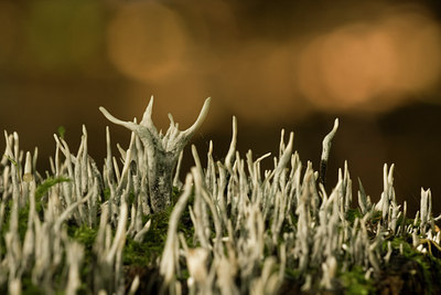 BUITEN BEELD Foto: 42801