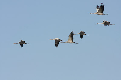 BUITEN BEELD Foto: 42817