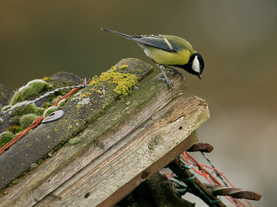 BUITEN BEELD Foto: 42828