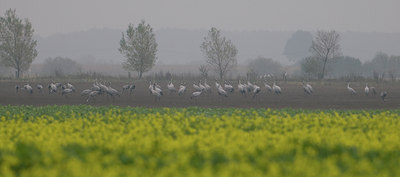 BUITEN BEELD Foto: 42833