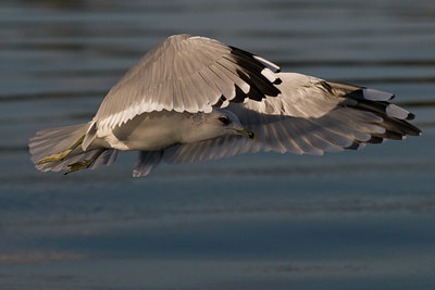 BUITEN BEELD Foto: 42837