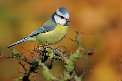 BUITEN BEELD Foto: 42843