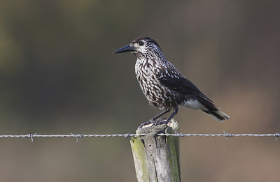 BUITEN BEELD Foto: 42846