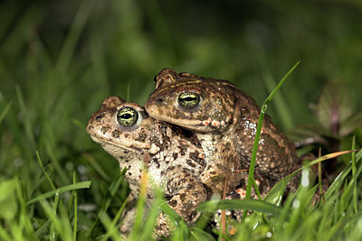 BUITEN BEELD Foto: 42869