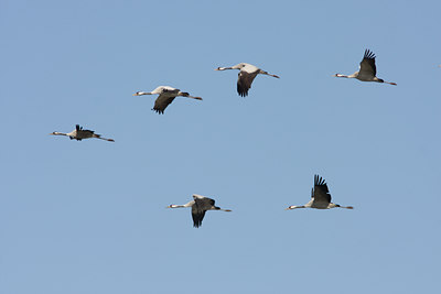 BUITEN BEELD Foto: 42870