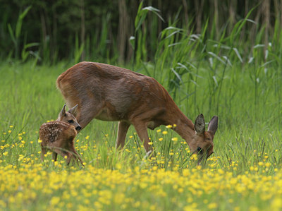 BUITEN BEELD Foto: 42876