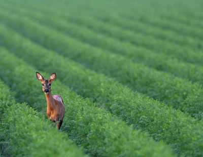 BUITEN BEELD Foto: 42878