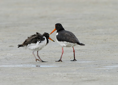 BUITEN BEELD Foto: 42899
