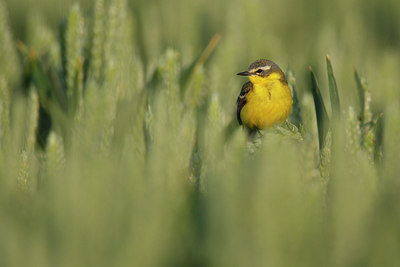 BUITEN BEELD Foto: 42904