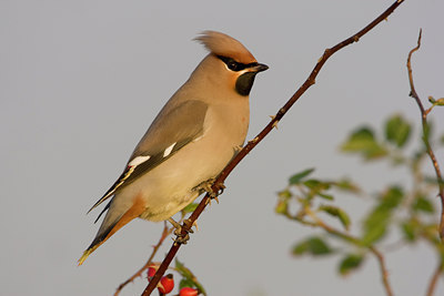 BUITEN BEELD Foto: 42922