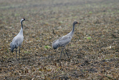 BUITEN BEELD Foto: 42926