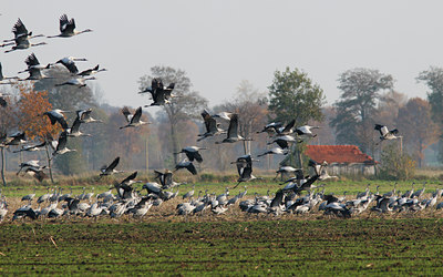 BUITEN BEELD Foto: 42927