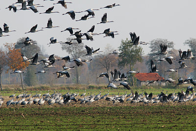BUITEN BEELD Foto: 42928