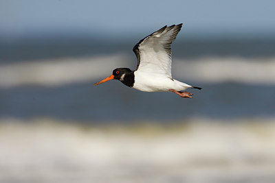 BUITEN BEELD Foto: 42934