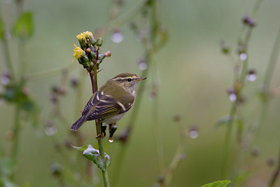 BUITEN BEELD Foto: 42940