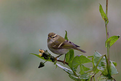 BUITEN BEELD Foto: 42941