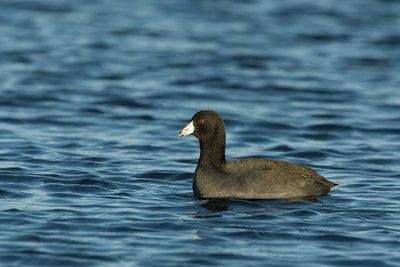 BUITEN BEELD Foto: 42950