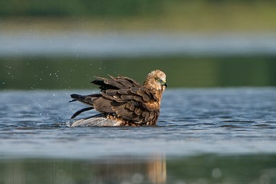 BUITEN BEELD Foto: 42988
