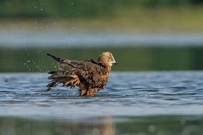BUITEN BEELD Foto: 42991