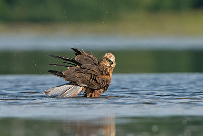 BUITEN BEELD Foto: 42992