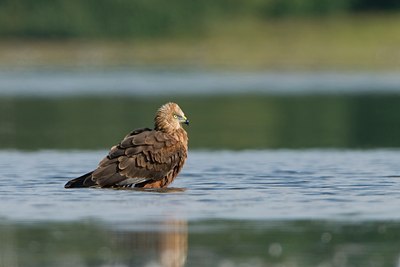 BUITEN BEELD Foto: 42994