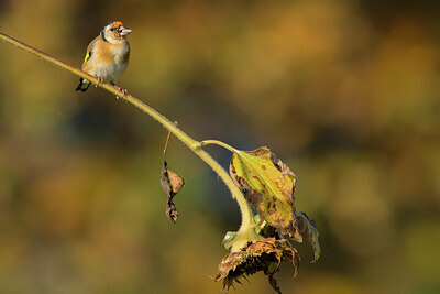 BUITEN BEELD Foto: 429032