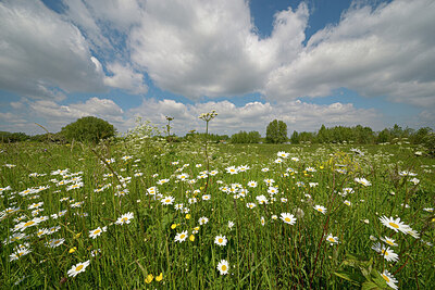 BUITEN BEELD Foto: 429046