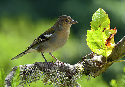 BUITEN BEELD Foto: 429056