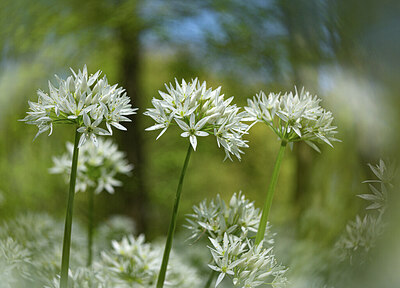 BUITEN BEELD Foto: 429076