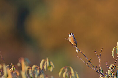 BUITEN BEELD Foto: 429184