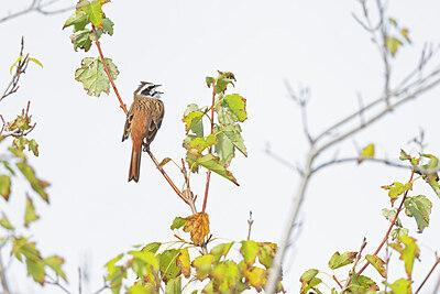 BUITEN BEELD Foto: 429186