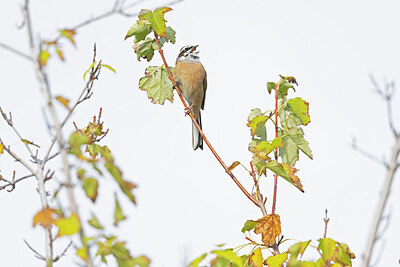 BUITEN BEELD Foto: 429187