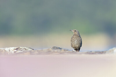 BUITEN BEELD Foto: 429221