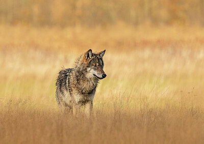 BUITEN BEELD Foto: 429242