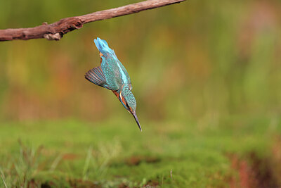 BUITEN BEELD Foto: 429255