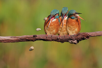 BUITEN BEELD Foto: 429257