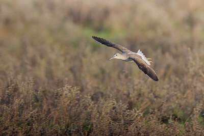 BUITEN BEELD Foto: 429261