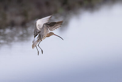 BUITEN BEELD Foto: 429263