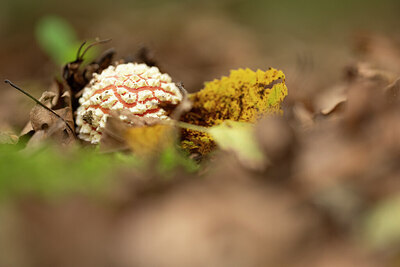 BUITEN BEELD Foto: 429277