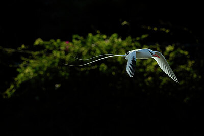 BUITEN BEELD Foto: 429320