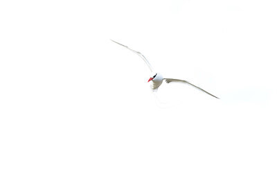BUITEN BEELD Foto: 429327