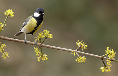 BUITEN BEELD Foto: 429392