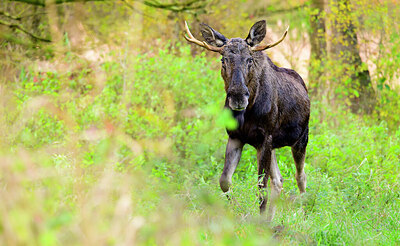 BUITEN BEELD Foto: 429408