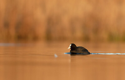 BUITEN BEELD Foto: 429453