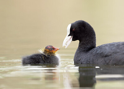 BUITEN BEELD Foto: 429456