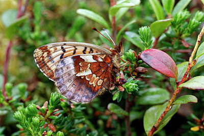 BUITEN BEELD Foto: 429506