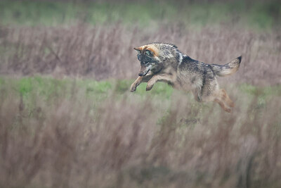 BUITEN BEELD Foto: 429541